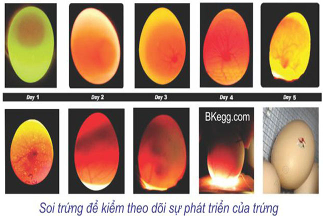 Soi trứng gà tre